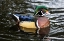 Picture of USA- WASHINGTON STATE- SAMMAMISH. YELLOW LAKE WITH MALE DRAKE WOOD DUCK