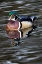 Picture of USA- WASHINGTON STATE- SAMMAMISH. YELLOW LAKE WITH MALE DRAKE WOOD DUCK