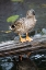 Picture of USA- WASHINGTON STATE- SAMMAMISH. YELLOW LAKE WITH FEMALE MALLARD DUCK RESTING ON FLOATING LOG