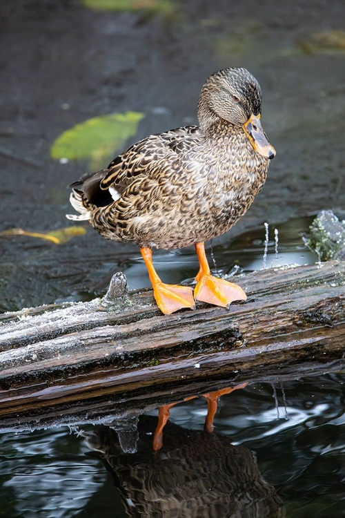 Picture of USA- WASHINGTON STATE- SAMMAMISH. YELLOW LAKE WITH FEMALE MALLARD DUCK RESTING ON FLOATING LOG