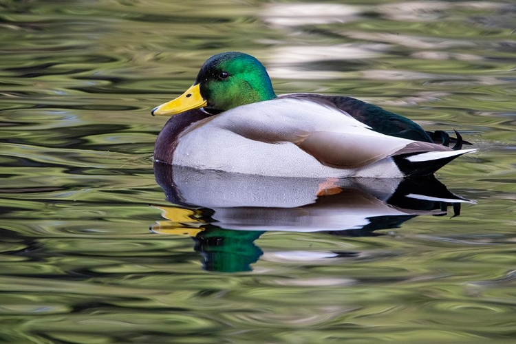 Picture of USA- WASHINGTON STATE- SAMMAMISH. YELLOW LAKE WITH MALE DRAKE MALLARD DUCK.