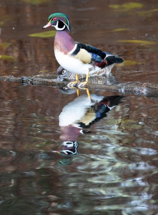 Picture of USA- WASHINGTON STATE- SAMMAMISH. YELLOW LAKE WITH MALE DRAKE WOOD DUCK