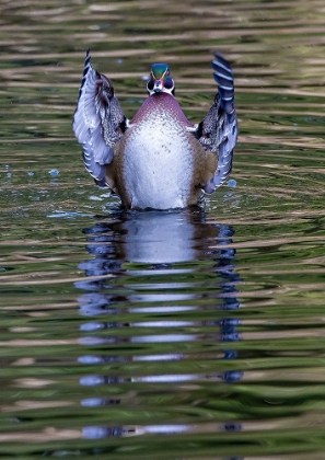 Picture of USA- WASHINGTON STATE- SAMMAMISH. YELLOW LAKE AND WOOD DUCK STRETCHING HIS WINGS