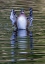 Picture of USA- WASHINGTON STATE- SAMMAMISH. YELLOW LAKE AND WOOD DUCK STRETCHING HIS WINGS