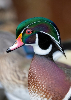 Picture of USA- WASHINGTON STATE- SAMMAMISH. YELLOW LAKE WITH MALE DRAKE WOOD DUCK