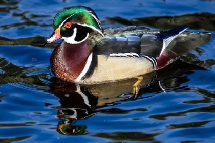 Picture of USA- WASHINGTON STATE- SAMMAMISH. YELLOW LAKE WITH MALE DRAKE WOOD DUCK