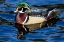 Picture of USA- WASHINGTON STATE- SAMMAMISH. YELLOW LAKE WITH MALE DRAKE WOOD DUCK