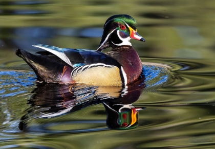 Picture of USA- WASHINGTON STATE- SAMMAMISH. YELLOW LAKE WITH MALE DRAKE WOOD DUCK