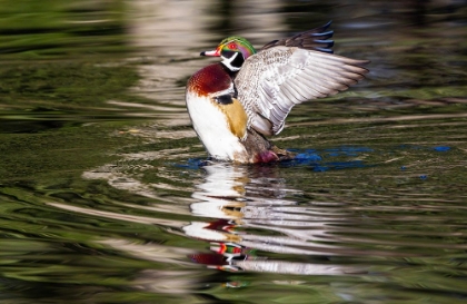 Picture of USA- WASHINGTON STATE- SAMMAMISH. YELLOW LAKE WITH MALE DRAKE WOOD DUCK FLAPPING WINGS