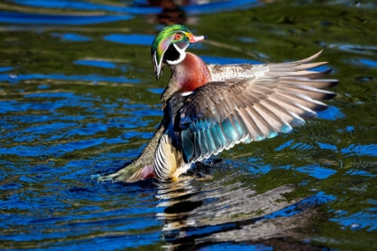 Picture of USA- WASHINGTON STATE- SAMMAMISH. YELLOW LAKE WITH MALE DRAKE WOOD DUCK FLAPPING WINGS