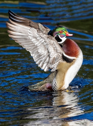 Picture of USA- WASHINGTON STATE- SAMMAMISH. YELLOW LAKE WITH MALE DRAKE WOOD DUCK FLAPPING WINGS