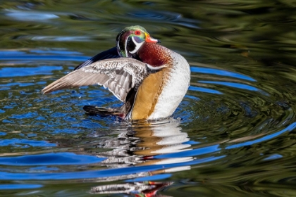 Picture of USA- WASHINGTON STATE- SAMMAMISH. YELLOW LAKE WITH MALE DRAKE WOOD DUCK FLAPPING WINGS