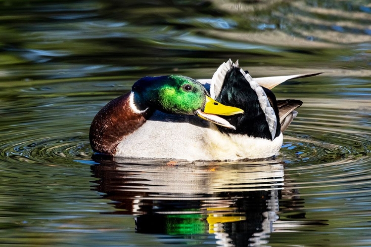 Picture of USA- WASHINGTON STATE- SAMMAMISH. PREENING MALLARD DRAKE DUCK YELLOW LAKE