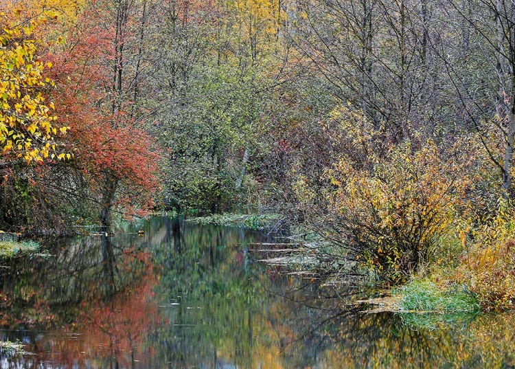 Picture of USA- WASHINGTON STATE- EASTON AND WASHINGTON CASCADES WATER WAY OFF OF YAKIMA RIVER IN FALL COLOR