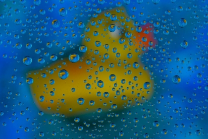 Picture of USA- WASHINGTON STATE- SAMMAMISH. YELLOW RUBBER DUCK IN REFLECTIONS IN DEW DROPS