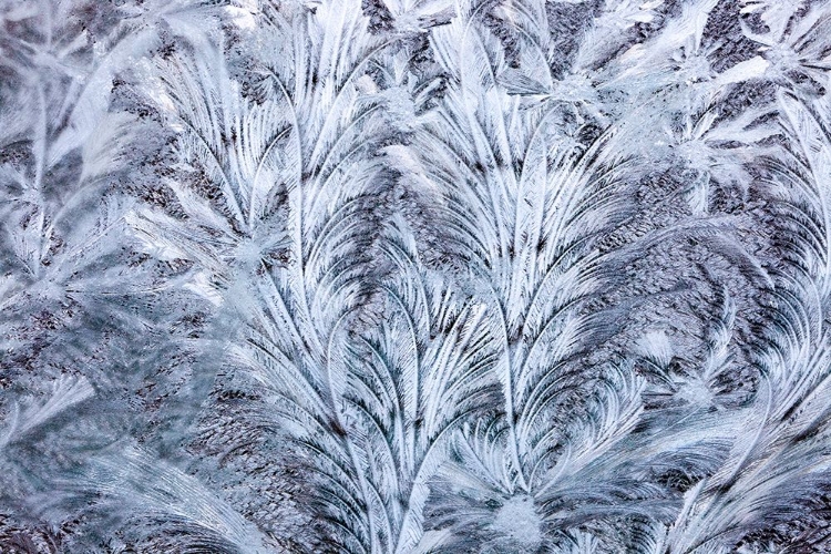 Picture of USA- WASHINGTON STATE- SAMMAMISH. FROST ON AUTO WINDOW