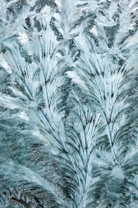 Picture of USA- WASHINGTON STATE- SAMMAMISH. FROST ON AUTO WINDOW