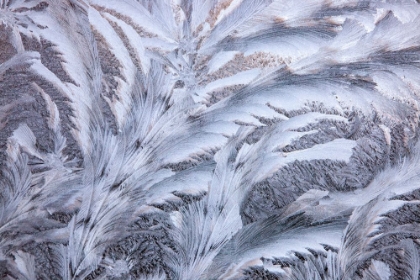 Picture of USA- WASHINGTON STATE- SAMMAMISH. FROST ON AUTO WINDOW