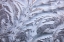Picture of USA- WASHINGTON STATE- SAMMAMISH. FROST ON AUTO WINDOW