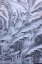 Picture of USA- WASHINGTON STATE- SAMMAMISH. FROST ON AUTO WINDOW