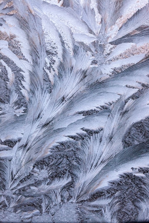 Picture of USA- WASHINGTON STATE- SAMMAMISH. FROST ON AUTO WINDOW