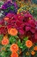 Picture of USA- WASHINGTON STATE- SAMMAMISH. GARDEN WITH SUMMER ANNUAL FLOWERS- WITH ZINNIAS AND COLEUS-