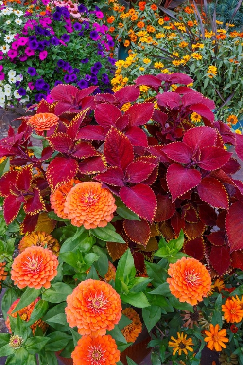 Picture of USA- WASHINGTON STATE- SAMMAMISH. GARDEN WITH SUMMER ANNUAL FLOWERS- WITH ZINNIAS AND COLEUS-