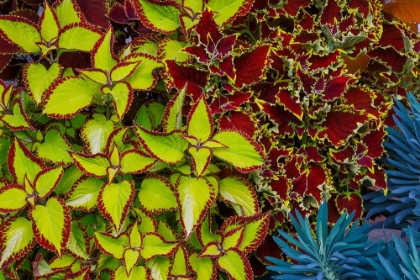 Picture of USA- WASHINGTON STATE- SAMMAMISH. GARDEN WITH SUMMER ANNUAL FLOWERS COLEUS