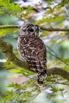 Picture of USA- WASHINGTON STATE- SAMMAMISH. BARRED OWL PERCHED IN JAPANESE MAPLE TREE