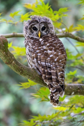 Picture of USA- WASHINGTON STATE- SAMMAMISH. BARRED OWL PERCHED IN JAPANESE MAPLE TREE
