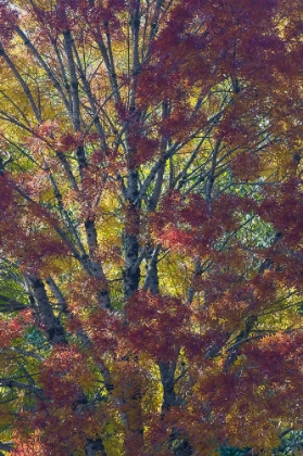 Picture of USA- WASHINGTON STATE. NEAR PRESTON FALL COLORED TREE IN BRONZE TONES