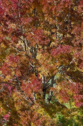 Picture of USA- WASHINGTON STATE. NEAR PRESTON FALL COLORED TREE IN BRONZE TONES