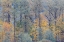 Picture of USA- WASHINGTON STATE. NEAR PRESTON FALL COLORED TREES