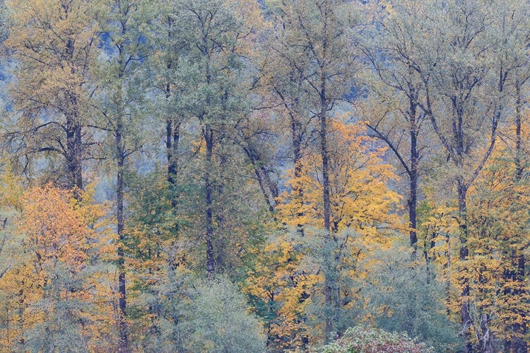 Picture of USA- WASHINGTON STATE. NEAR PRESTON FALL COLORED TREES