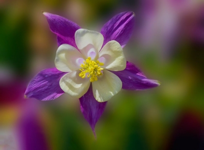 Picture of USA- WASHINGTON STATE- SAMMAMISH. GARDEN WITH COLORFUL COLUMBINE FLOWER