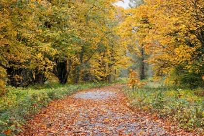 Picture of USA- WASHINGTON STATE. BIG LEAF MAPLE TREES IN AUTUMN COLORS NEAR DARRINGTON