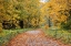 Picture of USA- WASHINGTON STATE. BIG LEAF MAPLE TREES IN AUTUMN COLORS NEAR DARRINGTON