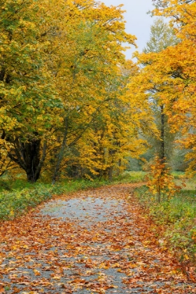 Picture of USA- WASHINGTON STATE. BIG LEAF MAPLE TREES IN AUTUMN COLORS NEAR DARRINGTON