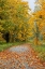 Picture of USA- WASHINGTON STATE. BIG LEAF MAPLE TREES IN AUTUMN COLORS NEAR DARRINGTON