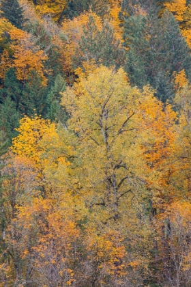 Picture of USA- WASHINGTON STATE. BIG LEAF MAPLE TREES IN AUTUMN COLORS NEAR DARRINGTON OFF OF HIGHWAY 530