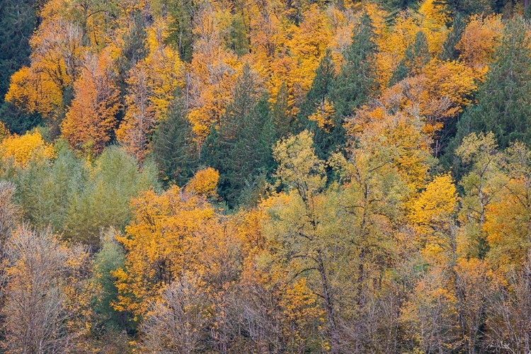 Picture of USA- WASHINGTON STATE. BIG LEAF MAPLE TREES IN AUTUMN COLORS NEAR DARRINGTON OFF OF HIGHWAY 530