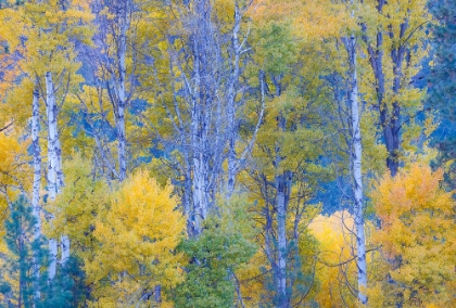 Picture of USA- WASHINGTON STATE. ASPENS IN FALL COLOR NEAR WINTHROP
