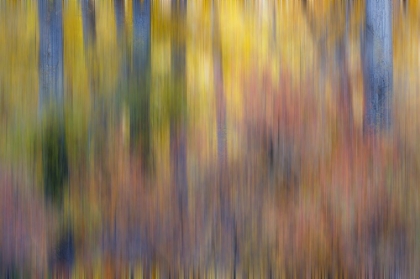 Picture of USA- WASHINGTON STATE. COTTONWOODS IN FALL COLOR NEAR WINTHROP