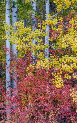 Picture of USA- WASHINGTON STATE. ASPENS AND WILD DOGWOOD IN FALL COLOR NEAR WINTHROP