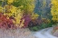 Picture of USA- WASHINGTON STATE. ASPENS AND WILD DOGWOOD IN FALL COLOR NEAR WINTHROP AND CURVED GRAVE ROADWAY