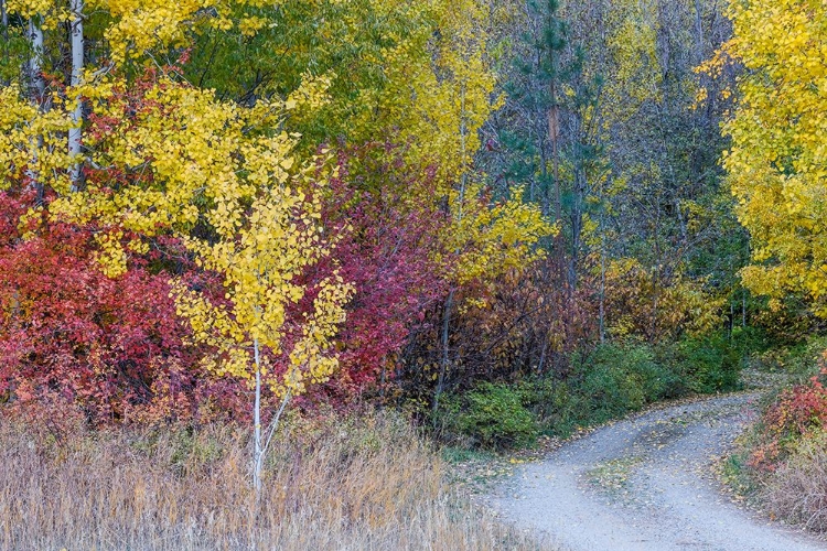 Picture of USA- WASHINGTON STATE. ASPENS AND WILD DOGWOOD IN FALL COLOR NEAR WINTHROP AND CURVED GRAVE ROADWAY