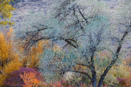 Picture of USA- WASHINGTON STATE. FALL COLOR AROUND PEARRYGIN LAKE STATE PARK NEAR WINTHROP.