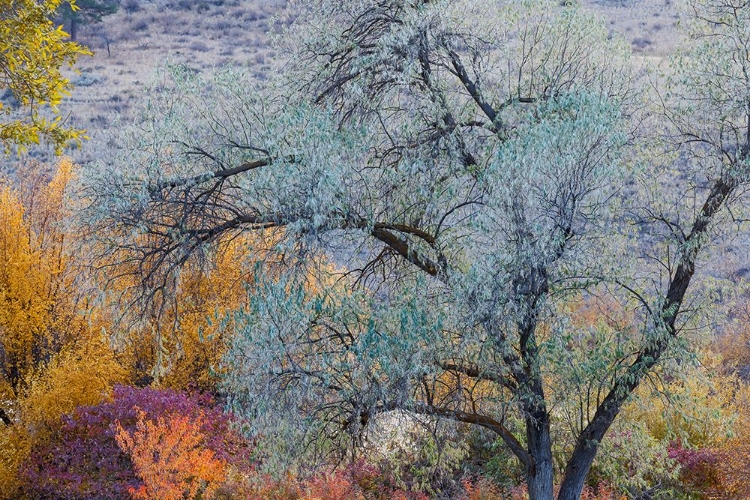 Picture of USA- WASHINGTON STATE. FALL COLOR AROUND PEARRYGIN LAKE STATE PARK NEAR WINTHROP.