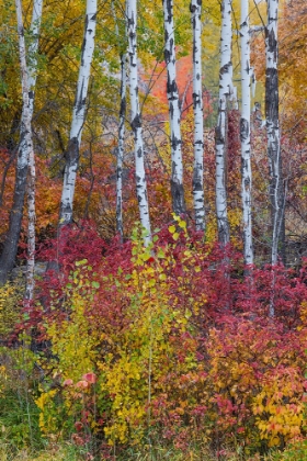 Picture of USA- WASHINGTON STATE. ASPENS AND WILD DOGWOOD IN FALL COLOR NEAR WINTHROP