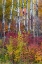 Picture of USA- WASHINGTON STATE. ASPENS AND WILD DOGWOOD IN FALL COLOR NEAR WINTHROP